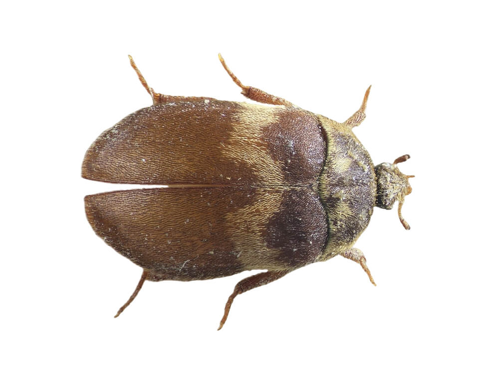 VilPest Oy - Tuholaiset, tuhoeläimet ja haittaeläimet