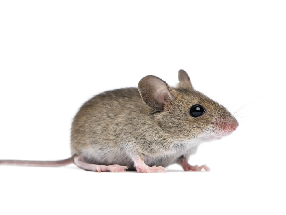 VilPest Oy - Tuholaiset, tuhoeläimet ja haittaeläimet