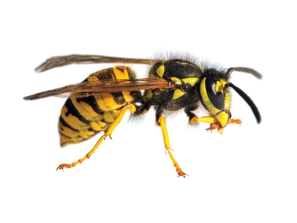 VilPest Oy - Tuholaiset, tuhoeläimet ja haittaeläimet