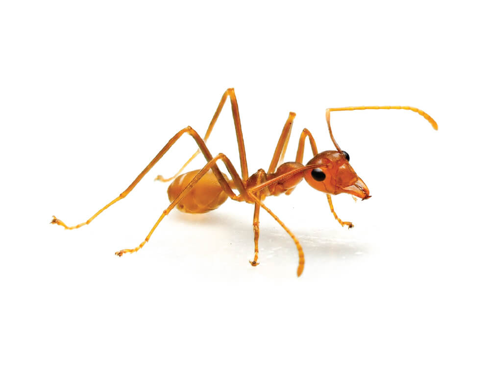 VilPest Oy - Tuholaiset, tuhoeläimet ja haittaeläimet