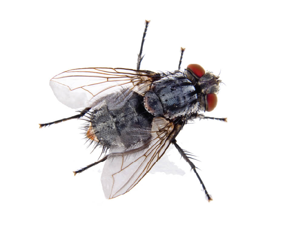 VilPest Oy - Tuholaiset, tuhoeläimet ja haittaeläimet