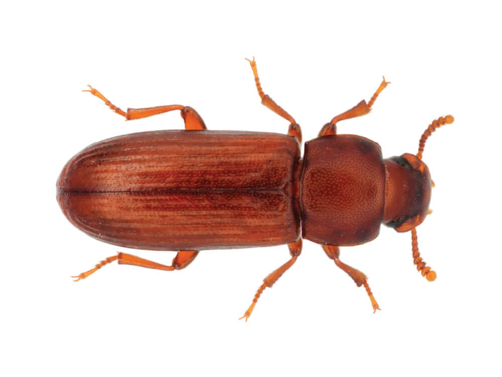 VilPest Oy - Tuholaiset, tuhoeläimet ja haittaeläimet