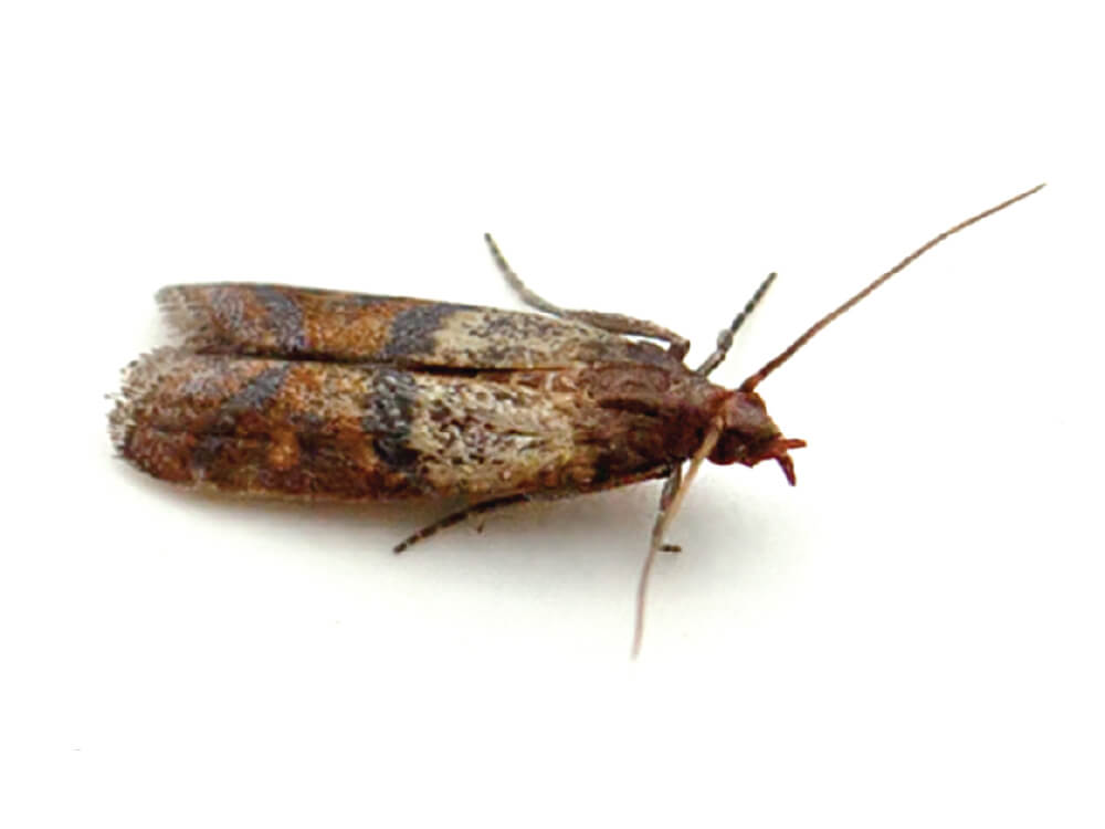 VilPest Oy - Tuholaiset, tuhoeläimet ja haittaeläimet