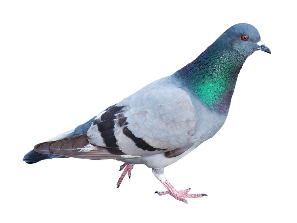 VilPest Oy - Tuholaiset, tuhoeläimet ja haittaeläimet