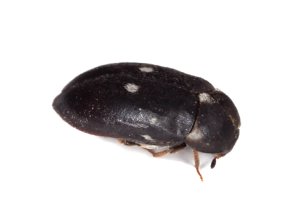 VilPest Oy - Tuholaiset, tuhoeläimet ja haittaeläimet