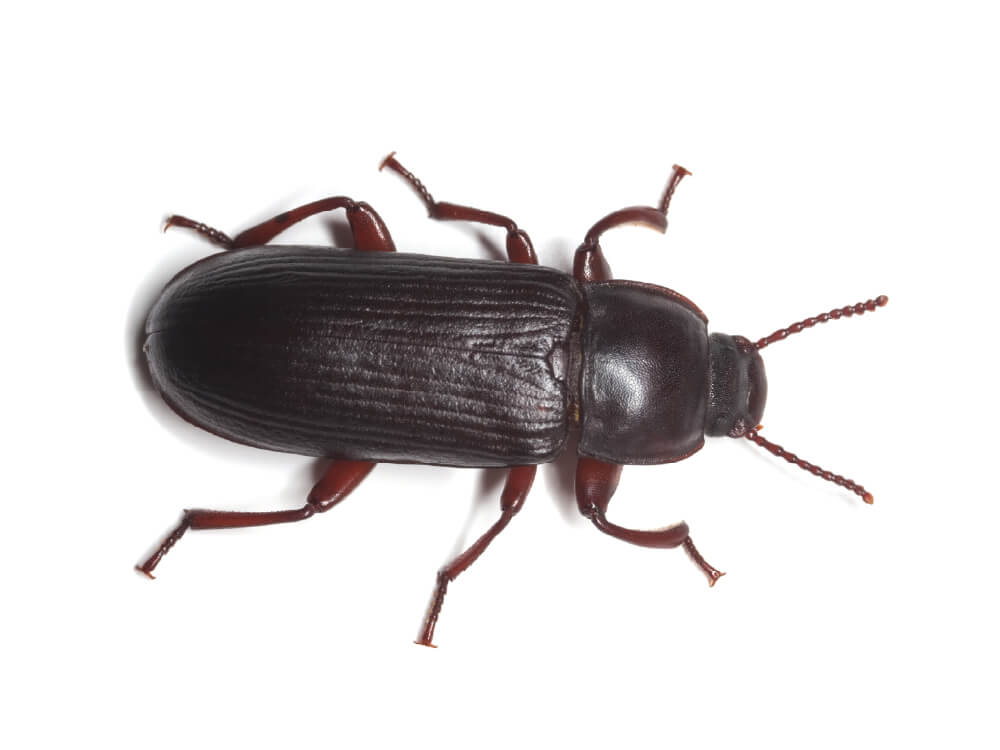 VilPest Oy - Tuholaiset, tuhoeläimet ja haittaeläimet