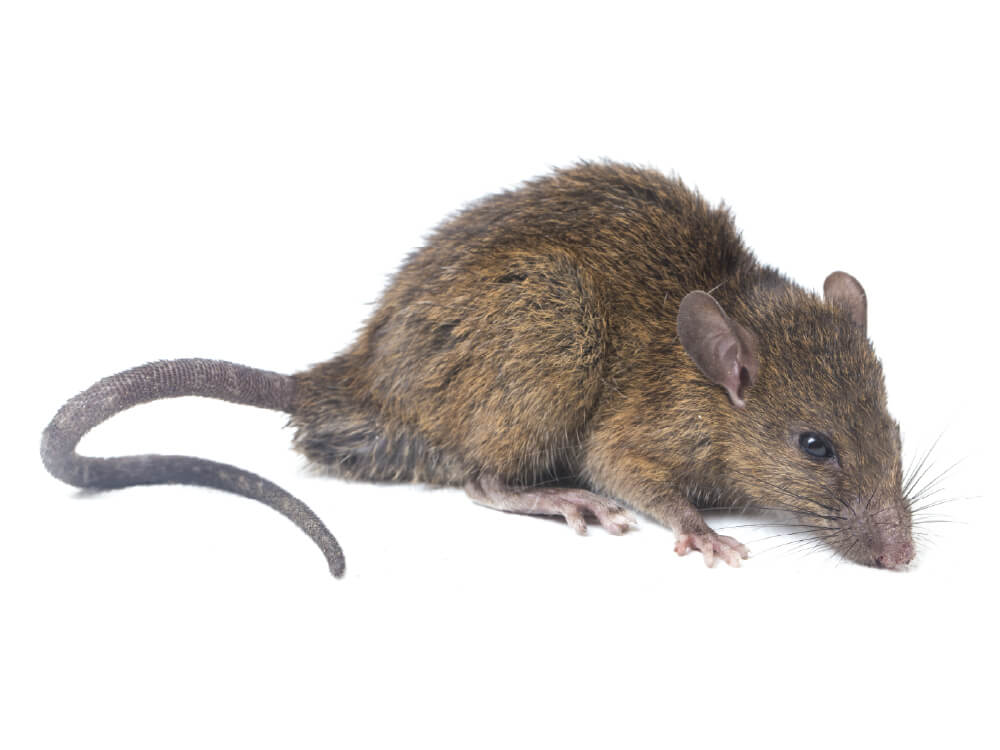 VilPest Oy - Tuholaiset, tuhoeläimet ja haittaeläimet