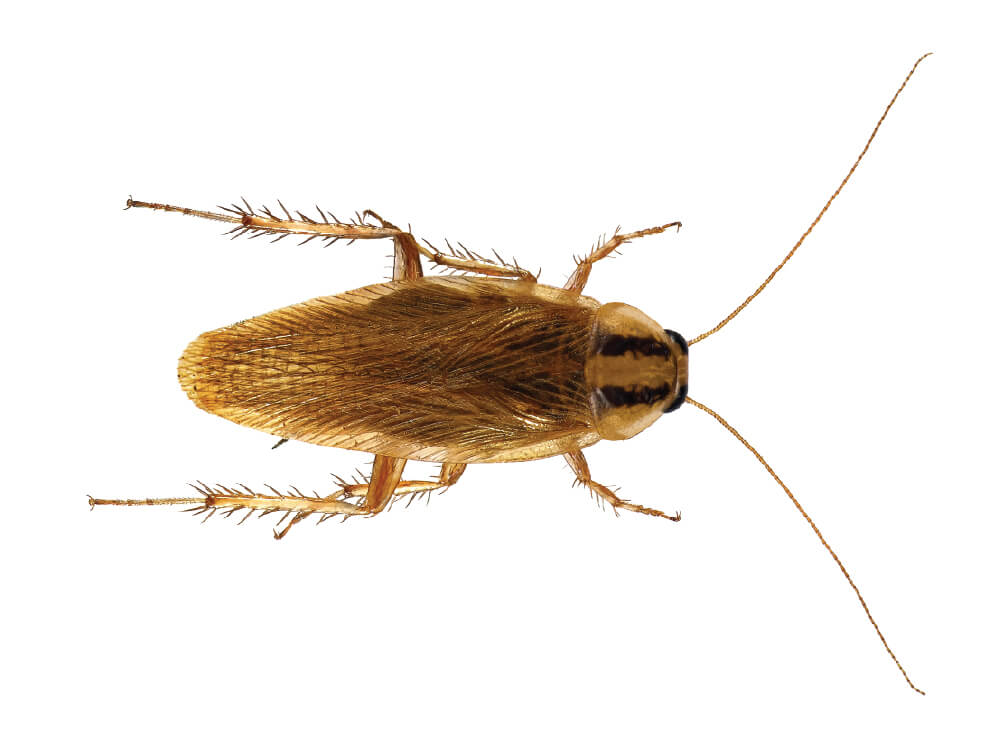 VilPest Oy - Tuholaiset, tuhoeläimet ja haittaeläimet