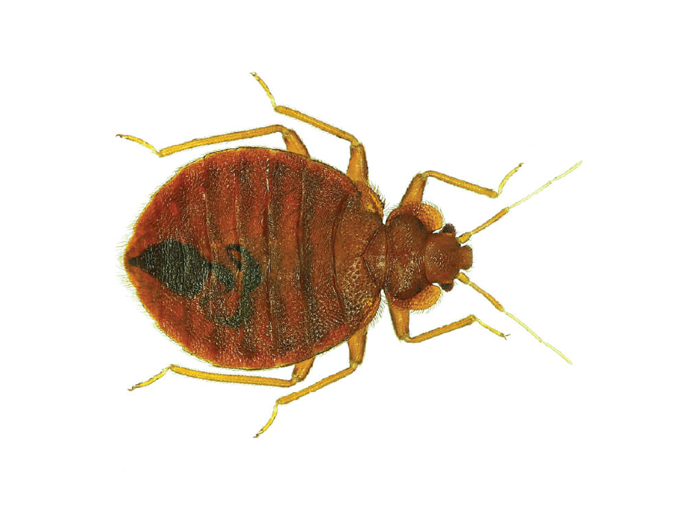 VilPest Oy - Tuholaiset, tuhoeläimet ja haittaeläimet