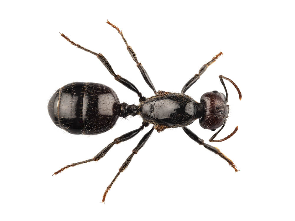 VilPest Oy - Tuholaiset, tuhoeläimet ja haittaeläimet