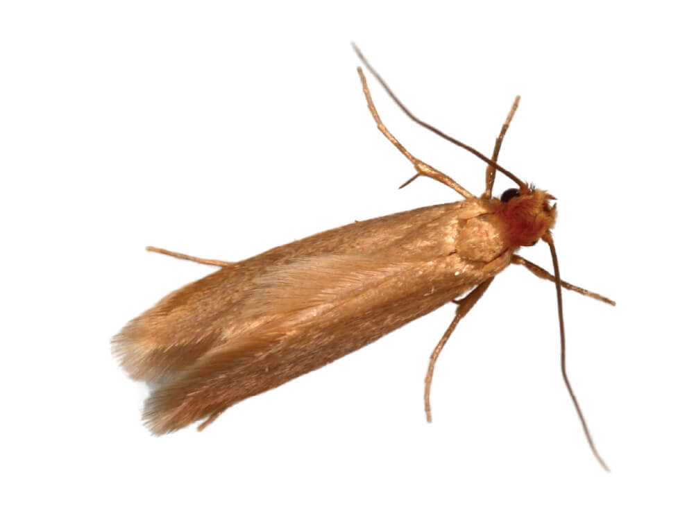 VilPest Oy - Tuholaiset, tuhoeläimet ja haittaeläimet