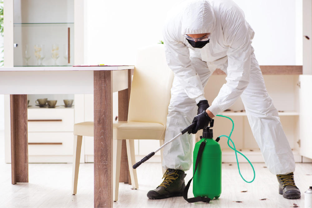 VilPest Oy - Luotettava tuholaistorjuja